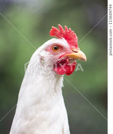 Portrait of free range white chicken leghorn breed in summer garden 113689744