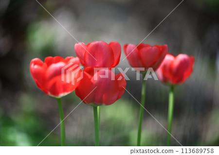 Red tulip flowers close up 113689758