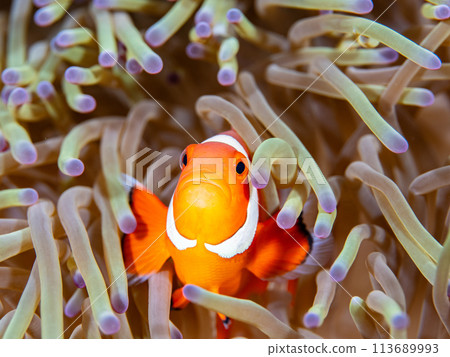 隱藏在海葵中的小丑魚 113689993