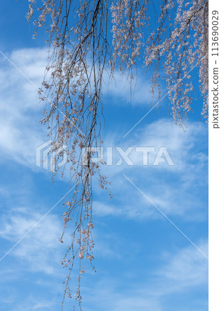 Weeping cherry blossoms in Ofunato City, Iwate Prefecture 113690029