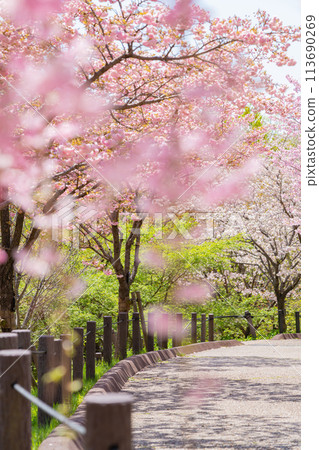 Spring at Higashiyama Zoo and Botanical Gardens, Cherry Blossom Corridor (Nagoya, Aichi Prefecture) 113690269