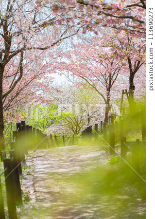 Spring at Higashiyama Zoo and Botanical Gardens, Cherry Blossom Corridor (Nagoya, Aichi Prefecture) 113690273
