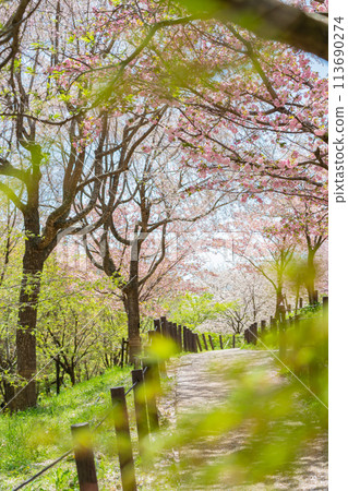 Spring at Higashiyama Zoo and Botanical Gardens, Cherry Blossom Corridor (Nagoya, Aichi Prefecture) Spring at Higashiyama Zoo and Botanical Gardens, Cherry Blossom Corridor (Nagoya, Aichi Prefecture) 113690274