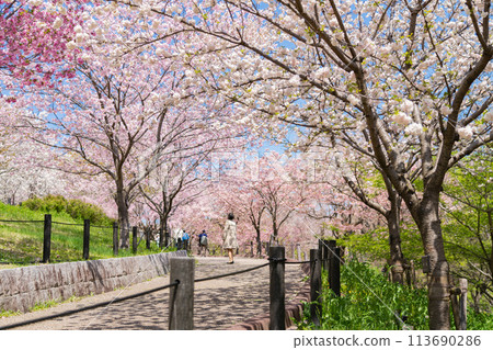 Spring at Higashiyama Zoo and Botanical Gardens, Cherry Blossom Corridor (Nagoya, Aichi Prefecture) Spring at Higashiyama Zoo and Botanical Gardens, Cherry Blossom Corridor (Nagoya, Aichi Prefecture) 113690286