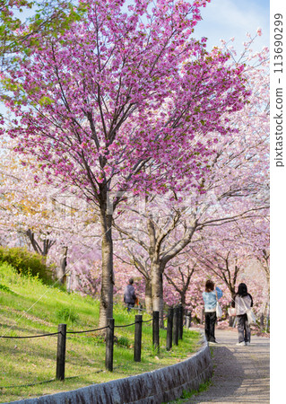 Spring at Higashiyama Zoo and Botanical Gardens, Cherry Blossom Corridor (Nagoya, Aichi Prefecture) Spring at Higashiyama Zoo and Botanical Gardens, Cherry Blossom Corridor (Nagoya, Aichi Prefecture) 113690299