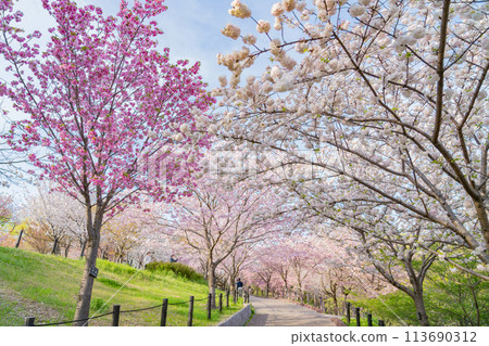 Spring at Higashiyama Zoo and Botanical Gardens, Cherry Blossom Corridor (Nagoya, Aichi Prefecture) Spring at Higashiyama Zoo and Botanical Gardens, Cherry Blossom Corridor (Nagoya, Aichi Prefecture) 113690312