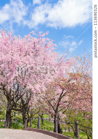 春天的東山動植物園櫻花走廊（愛知縣名古屋市） 113690326