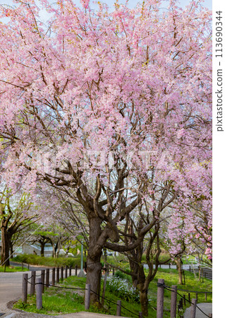 春天的東山動植物園櫻花走廊(愛知縣名古屋市) 春天的東山動植物園櫻花走廊(愛知縣名古屋市) 113690344