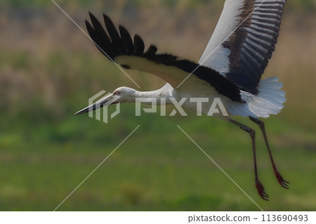 Stork Stork 113690493