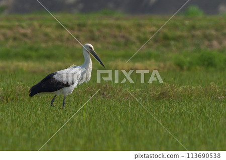 Stork 113690538