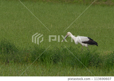 Stork 113690607
