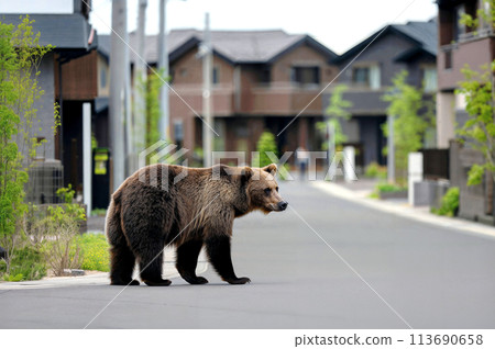 Brown bears walking through residential areas searching for food | Animal damage 113690658