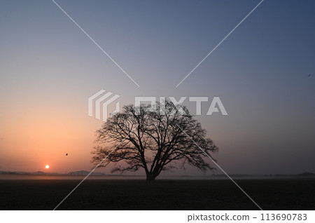 Spring elm and dawn in Toyokoro, Hokkaido-4 Spring elm and dawn in Toyokoro, Hokkaido-4 113690783