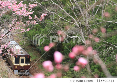 Watarase Keikoku Railway "Pink peach blossoms blooming against the backdrop of deep mountain greenery" 113690843