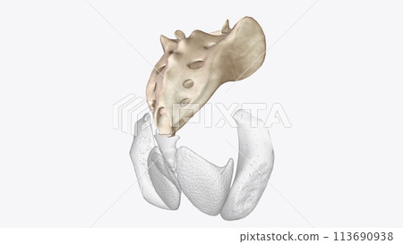 The sacrum is the triangular bone just below the lumbar vertebrae The sacrum is the triangular bone just below the lumbar vertebrae 113690938