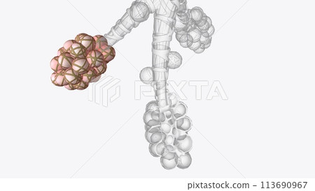 Alveoli are tiny, balloon-shaped air sacs located at the end of the bronchioles, the branch-like tubes in the lungs Alveoli are tiny, balloon-shaped air sacs located at the end of the bronchioles, the branch-like tubes in the lungs 113690967