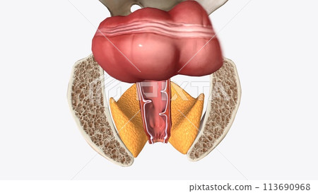 The anal canal is the final segment of the gastrointestinal tract, extending between the rectum and the anus The anal canal is the final segment of the gastrointestinal tract, extending between the rectum and the anus 113690968