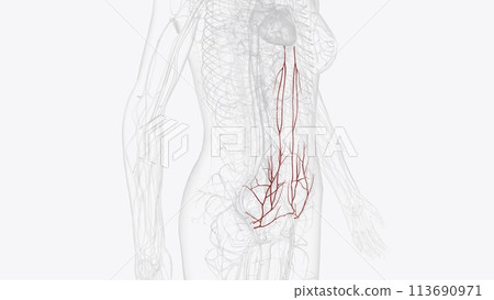 Arterial supply to the abdomen is by the branches of the abdominal aorta Arterial supply to the abdomen is by the branches of the abdominal aorta 113690971