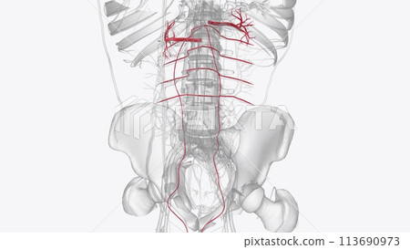 The major vessels of the abdomen, including the abdominal aorta and the inferior vena cava, 113690973