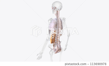 The axial connective tissue system 113690978