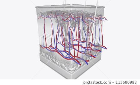 The fenestrated capillary network (choriocapillaris) is a unique anastomosed network of capillaries ascending The fenestrated capillary network (choriocapillaris) is a unique anastomosed network of capillaries ascending 113690988