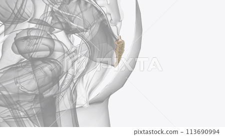The coccyx is a triangular arrangement of bone that makes up the very bottom portion of the spine below the sacrum 113690994