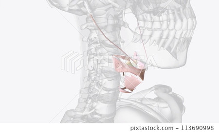 Connective tissue of throat Connective tissue of throat 113690998