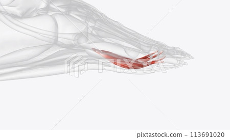 Lumbrical muscles of right foot 113691020