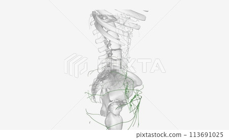 he lymphatic vessels of the lower limb can be divided into two major groups; superficial vessels and deep vessels he lymphatic vessels of the lower limb can be divided into two major groups; superficial vessels and deep vessels 113691025