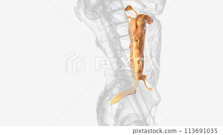 The transverse mesocolon is a broad, meso-fold of peritoneum 113691035