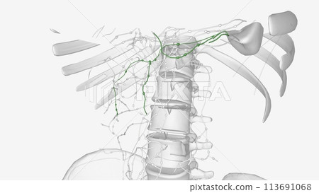 The lymphatic system of the pancreas is a complex, intricate network of lymphatic vessels 113691068