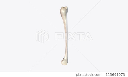 The periosteum is a membrane that covers the outer surface of all bones, except at the articular surfaces 113691073