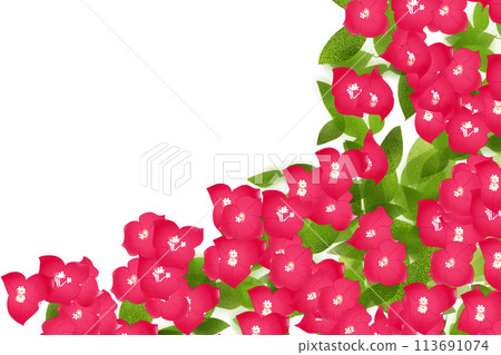 Bougainvillea, Bougainvillea flower card 3 113691074