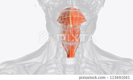 The pharyngeal muscles are a group of muscles that form the pharynx, The pharyngeal muscles are a group of muscles that form the pharynx, 113691081