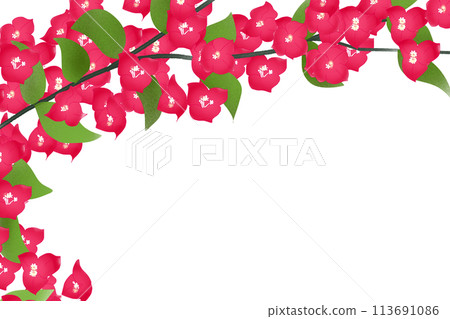 Bougainvillea, Bougainvillea flower card 9 113691086