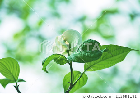 White bracts surrounding a dogwood bud White bracts surrounding a dogwood bud 113691181