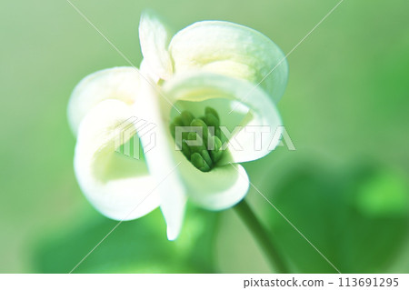 White bracts surrounding a dogwood bud 113691295