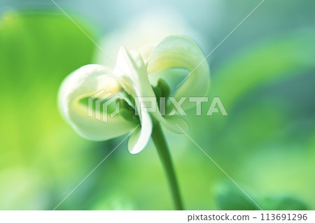 山茱萸芽周圍有白色苞片 山茱萸芽周圍有白色苞片 113691296