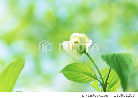 White bracts surrounding a dogwood bud 113691298