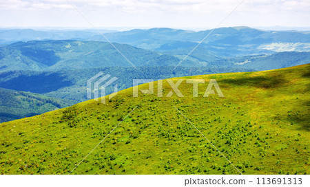 alpine grassy hills. carpathian landscape of ukraine on a sunny summer day. mountainous scenery with view in to the distant valley beneath a blue sky with fluffy clouds 113691313