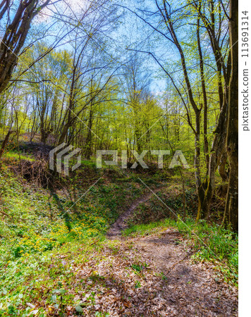 primeval forest trail in wild scenery. trees in green foliage. carpathian woodland in spring 113691314
