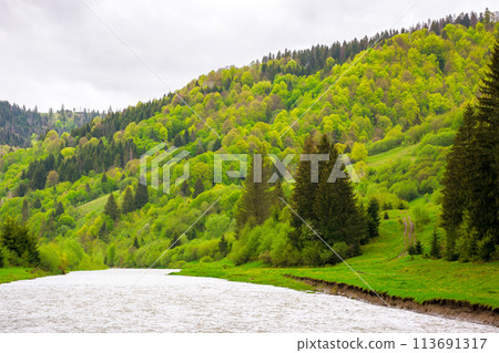 river flows through the valley of carpathian mountains. beautiful landscape with forested shore in spring on an overcast day 113691317