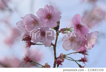 Sakura that shines in the blue sky 113691339