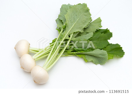 小蘿蔔 小蘿蔔 113691515