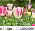 Tulip 113692066
