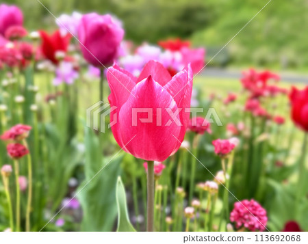 Tulip Tulip 113692068
