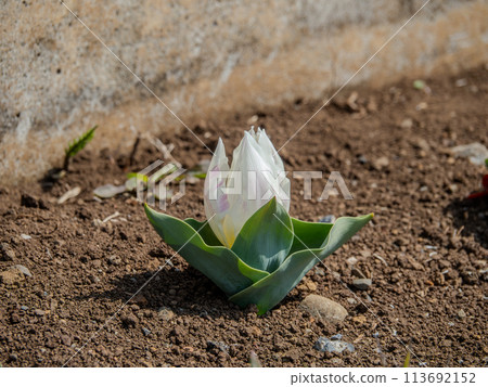 White tulip with almost no stem White tulip with almost no stem 113692152