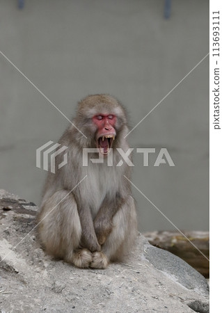 A Japanese macaque sitting and yawning 113693111