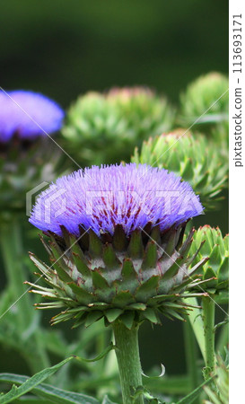 朝鮮薊花正盛開 鮮花（六月） 朝鮮薊 72V9.16 113693171