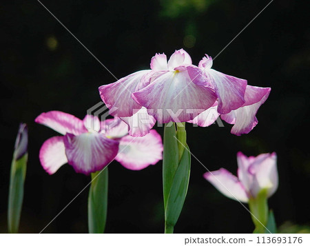 帶有閃閃發光的粉紅色花瓣的鳶尾花（六月） 鳶尾花 28H4.3 113693176